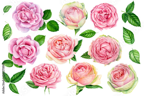 vintage watercolor roses  isolated on white background. Set of elements, greeting card. 