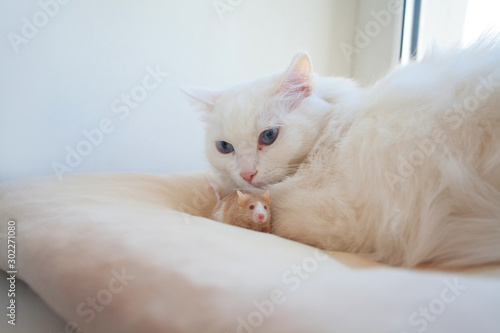beautiful white cat with mouse on his head
