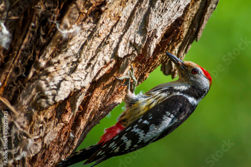 Cute Woodpecker and its nest. Green forest background. Bird: Middle Spotted Woodpecker. Dendrocopos medius.