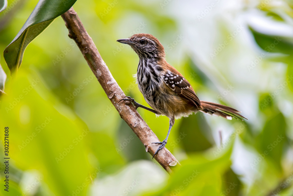 Rusty backed Antwren photographed in Guarapari, Espirito Santo. Southeast of Brazil. Atlantic Forest Biome. Picture made in 2013. Rusty backed Antwren photographed in Guarapari, Espirito Santo. Southeast of Brazil. Atlantic Forest Biome. Picture made in 2013.