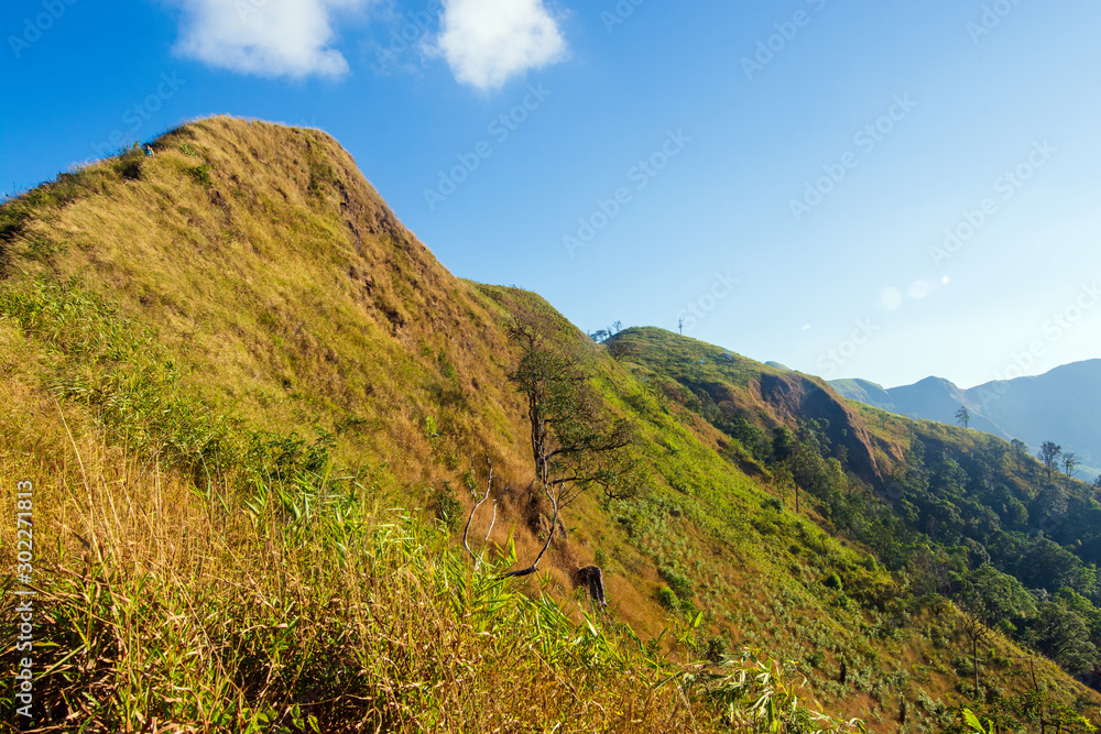 Tourists are walking on the mountain with golden meadows in the foreground and a blue sky background in Thong Pha Phum National Park. Khao Chang Phuak Mountain is a famous tourist attraction in Thaila