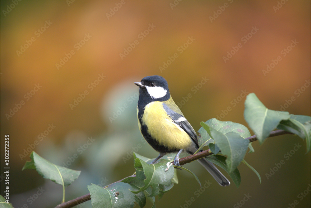 Fototapeta premium Kohlmeise