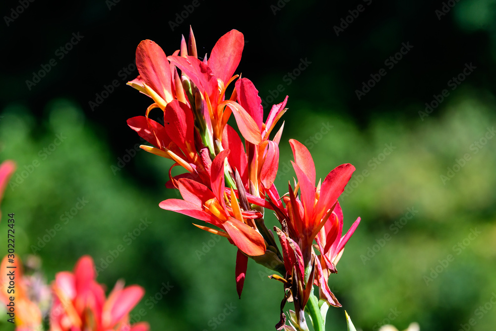Red flowers of Canna indica, commonly known as Indian shot, African arrowroot, edible canna, purple arrowroot or Sierra Leone arrowroot, in soft focus, in a garden in a sunny summer day Red flowers of Canna indica, commonly known as Indian shot, African arrowroot, edible canna, purple arrowroot or Sierra Leone arrowroot, in soft focus, in a garden in a sunny summer day