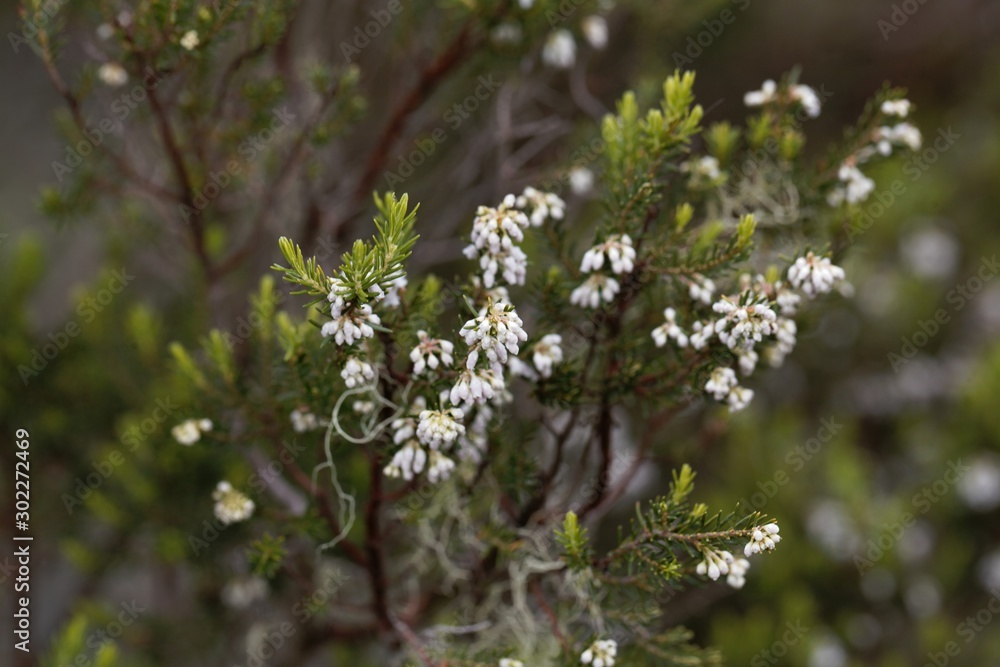 Flowers of a giant heather tree, Erica arborea, in Ethiopia. Flowers of a giant heather tree, Erica arborea, in Ethiopia.