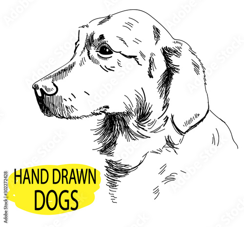 Retriever. the dog's head. Drawing by hand in vintage style.