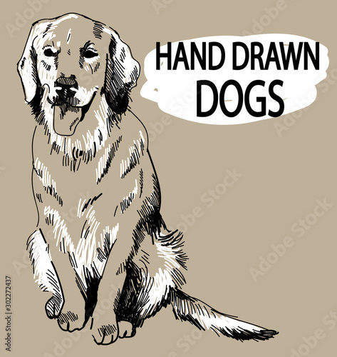 Retriever. The dog sits sticking his tongue. Drawing by hand in vintage style.