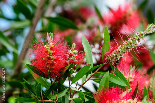 Red Callistemon flower, commonly known as bottlebrushes, in a sunny summer day