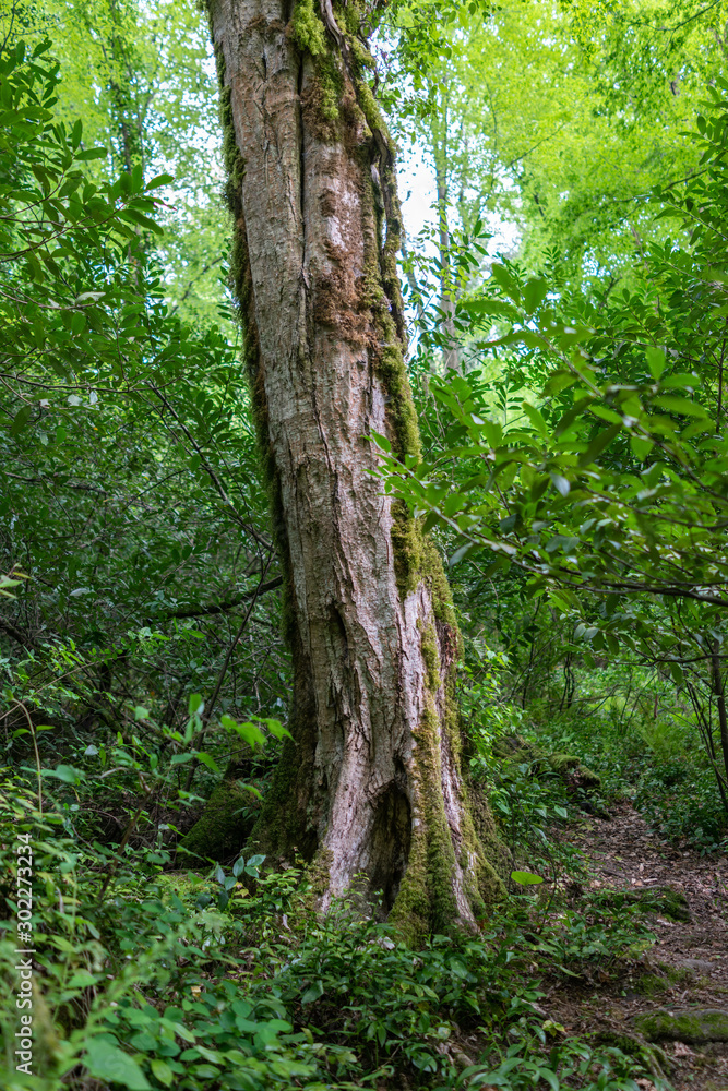 Trunk of an old tree in a green forest Trunk of an old tree in a green forest