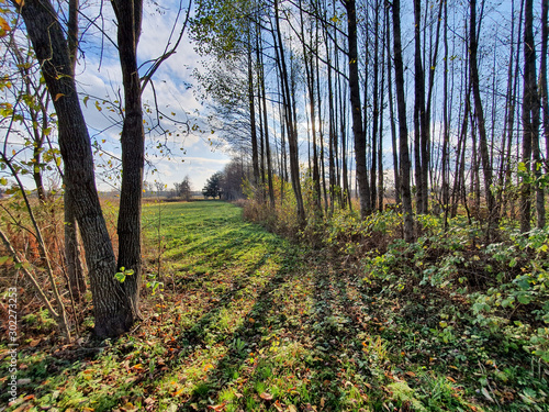 Fototapeta Naklejka Na Ścianę i Meble -  Jesienny las. Białowieża, Podlasie.