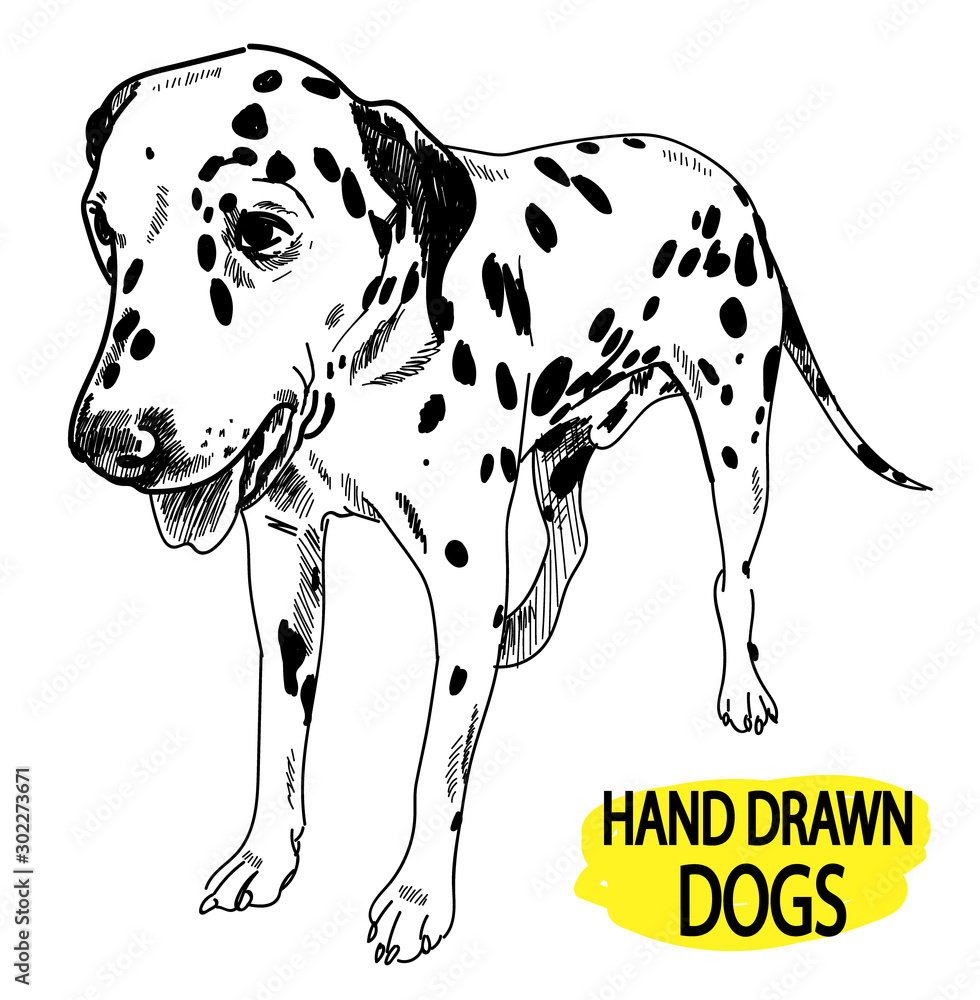 Young dalmatian. Spotted dog stands. Drawing by hand in vintage style.