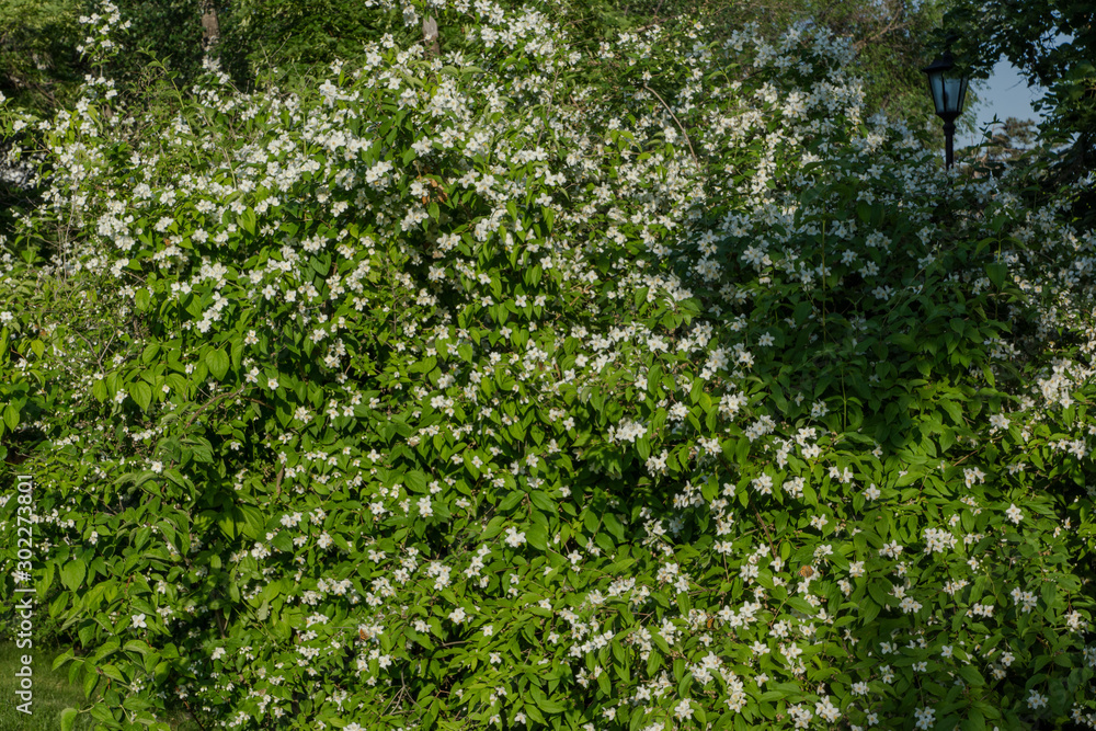 Blooming white flowers of a jasmine bush. Butterflies on white flowers. Butterflies pollinate flowers.