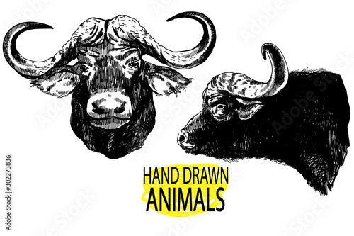 The head of the African buffalo. Large horns, ears. Drawing by hand in vintage style.