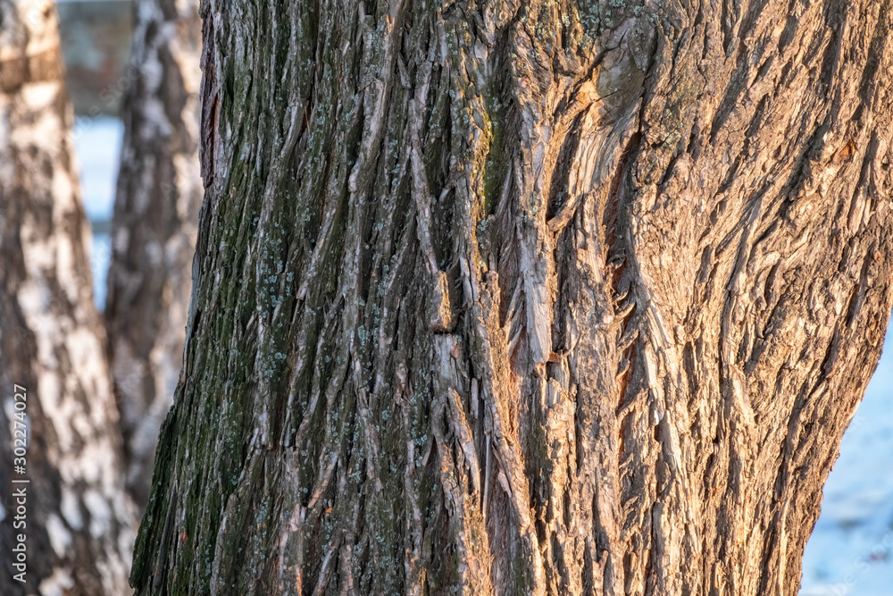 The texture of the bark of an old willow The texture of the bark of an old willow