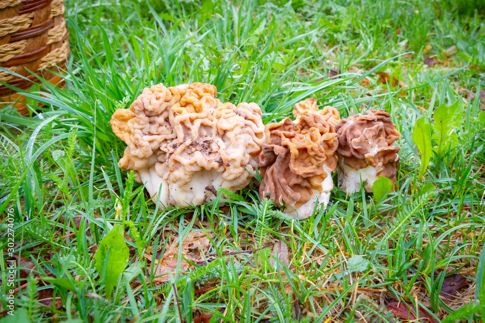 Collected mushrooms lines lie on the grass and in a wicker basket Collected mushrooms lines lie on the grass and in a wicker basket