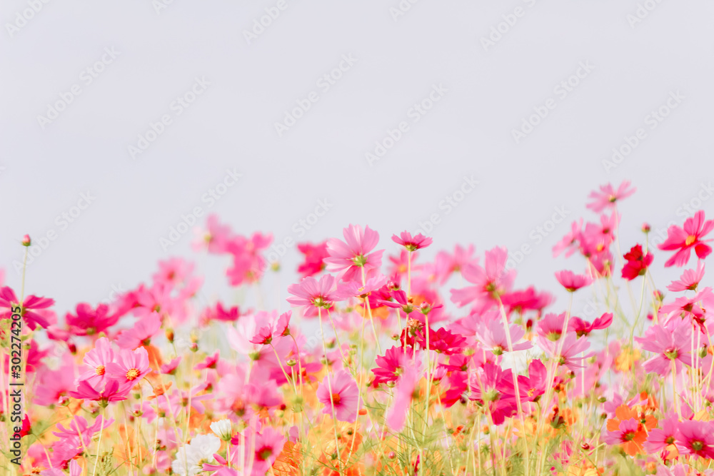 Soft And select Focus,A colorful field of Cosmos Flower is planted for visitors to visit the Cosmos Flower in the winter and the Cosmos Field. Flower is also the meeting of couples on Valentine's Day. Soft And select Focus,A colorful field of Cosmos Flower is planted for visitors to visit the Cosmos Flower in the winter and the Cosmos Field. Flower is also the meeting of couples on Valentine's Day.