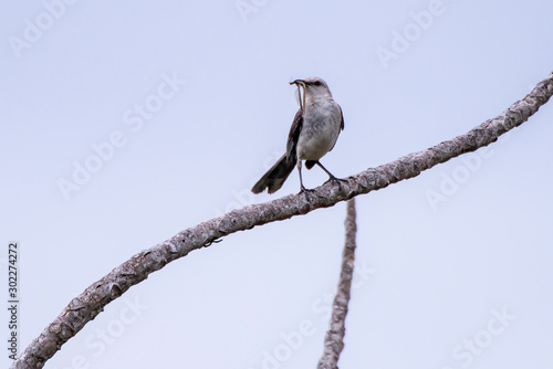 Tropical Mockingbird photographed in Guarapari, Espirito Santo. Southeast of Brazil. Atlantic Forest Biome. Picture made in 2013.