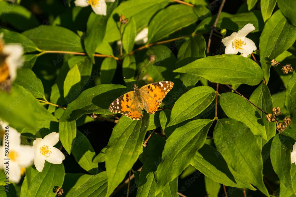 Blooming white flowers of a jasmine bush. Butterflies on white flowers. Butterflies pollinate flowers. Blooming white flowers of a jasmine bush. Butterflies on white flowers. Butterflies pollinate flowers.