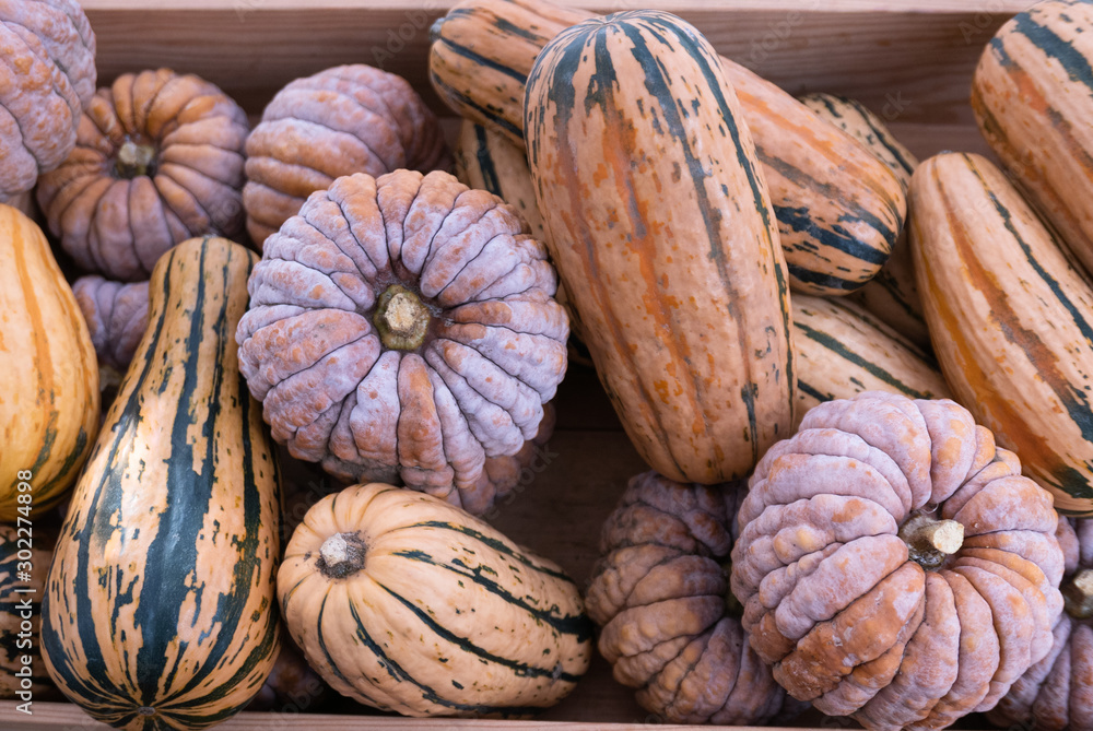Highly textured and striped winter squash in a wooden crate