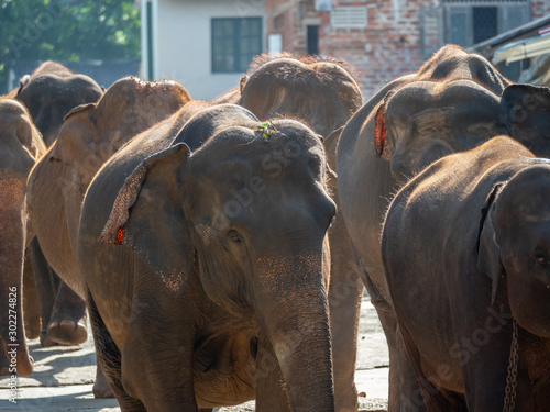 Photography elephants in the city
