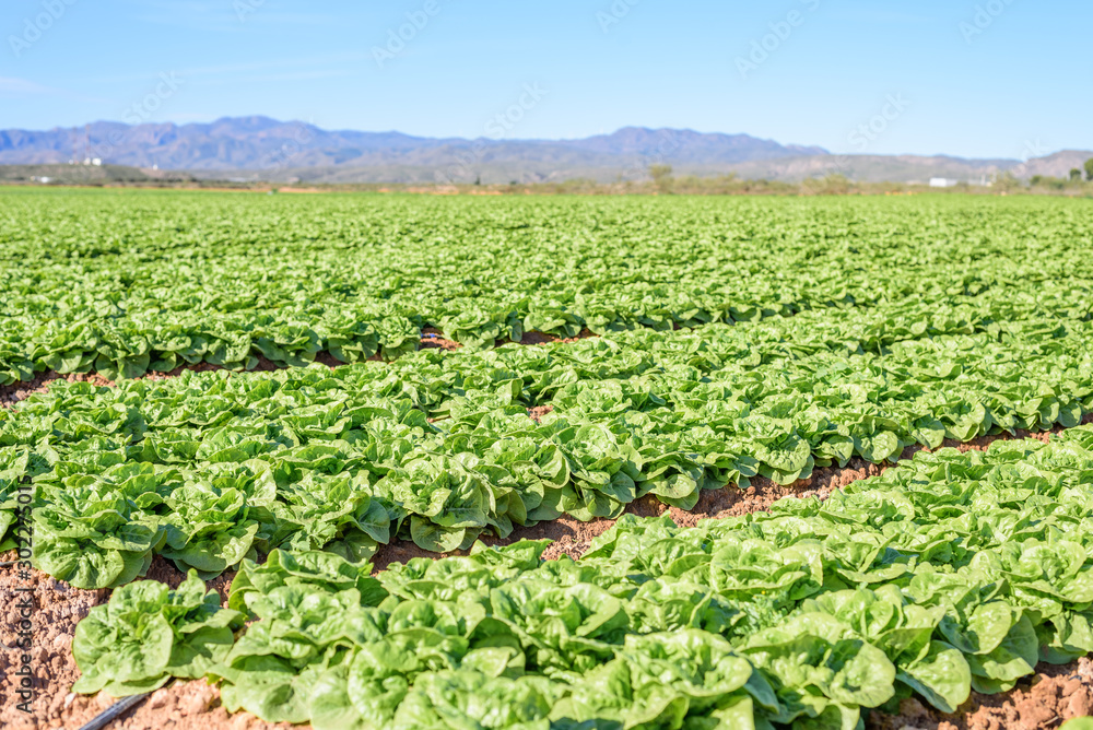 Field of green and fresh lettuce. agriculture concept