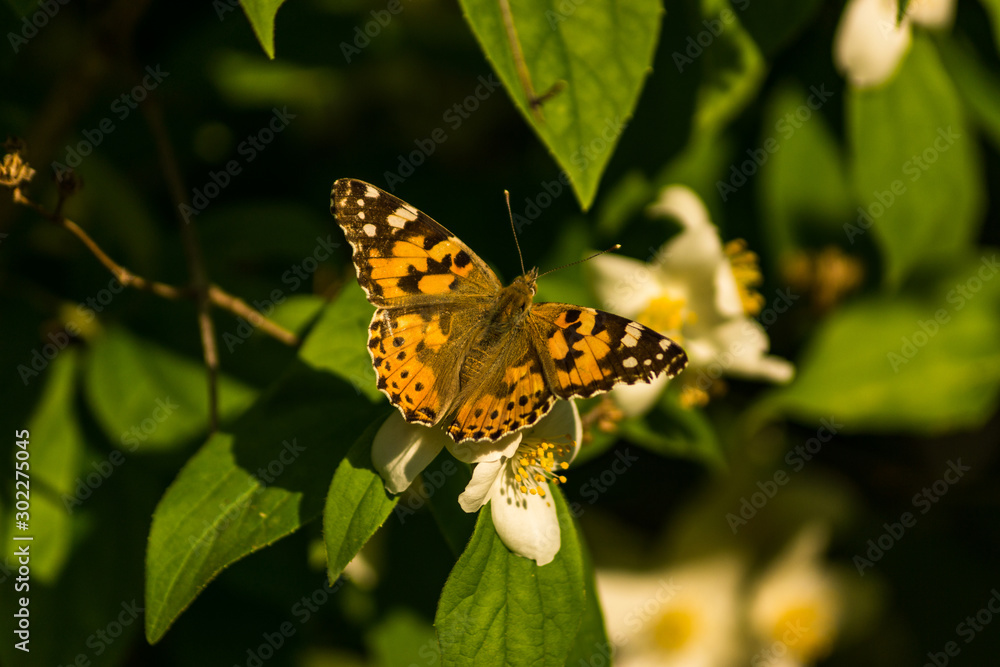 Obraz premium Blooming white flowers of a jasmine bush. Butterflies on white flowers. Butterflies pollinate flowers.