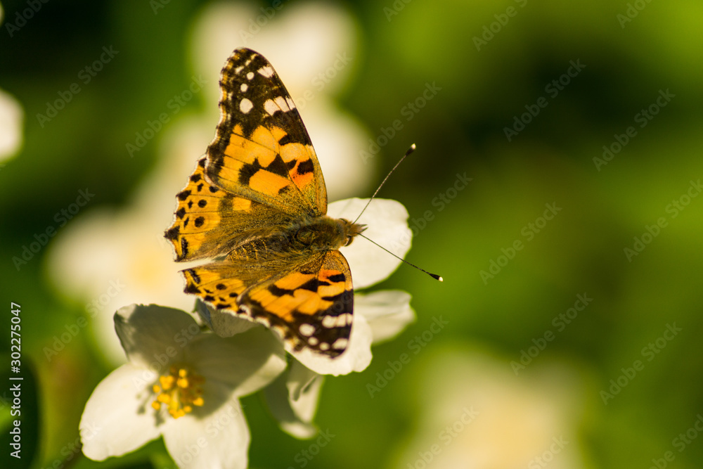 Blooming white flowers of a jasmine bush. Butterflies on white flowers. Butterflies pollinate flowers. Blooming white flowers of a jasmine bush. Butterflies on white flowers. Butterflies pollinate flowers.