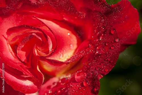 Fototapeta Naklejka Na Ścianę i Meble -  Fragment of red rose with water drops on petals after rain