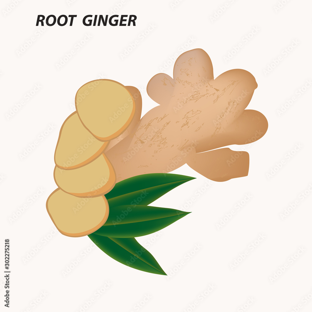 Ginger - root, sliced wedges, leaves - isolated on a light background - vector. The medicine. Useful plants. Ginger - root, sliced wedges, leaves - isolated on a light background - vector. The medicine. Useful plants.