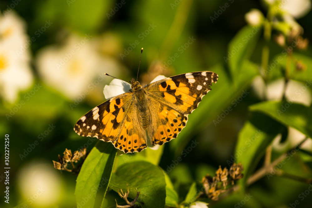 Blooming white flowers of a jasmine bush. Butterflies on white flowers. Butterflies pollinate flowers. Blooming white flowers of a jasmine bush. Butterflies on white flowers. Butterflies pollinate flowers.