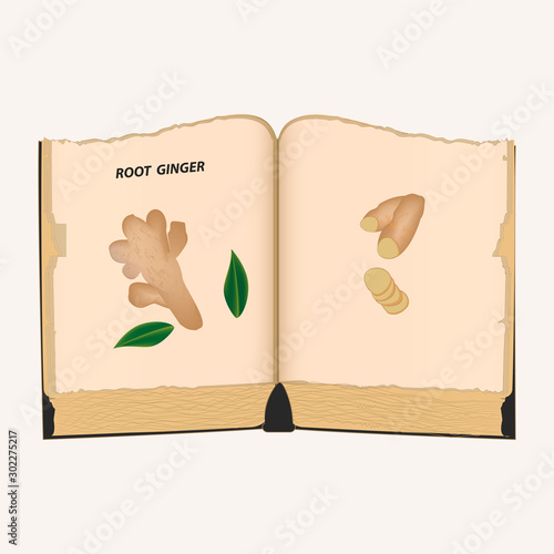 Ginger - an old recipe book - on the pages cut pieces and roots - isolated on a light background - vector. The medicine. Useful plants.