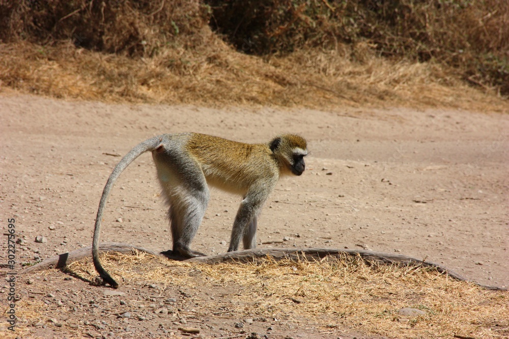 Monkey in Ngorongoro Crater, Tanzania