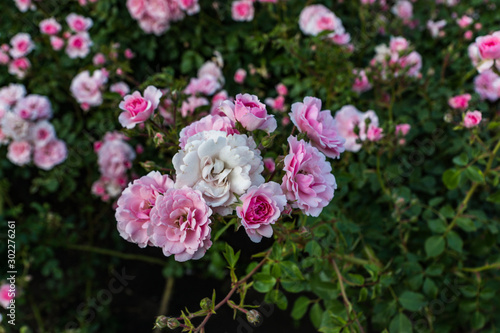 Blooming in the garden of pink and red decorative roses. Pink and red roses bloom in the park.