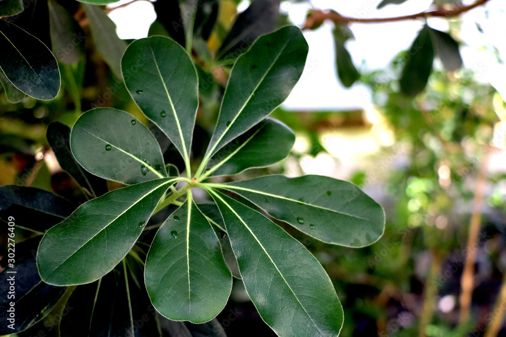 Laurus nobilis laurel tree green leaves on daylight shoot. Laurus nobilis laurel tree green leaves on daylight shoot.