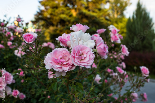 Blooming in the garden of pink and red decorative roses. Pink and red roses bloom in the park.