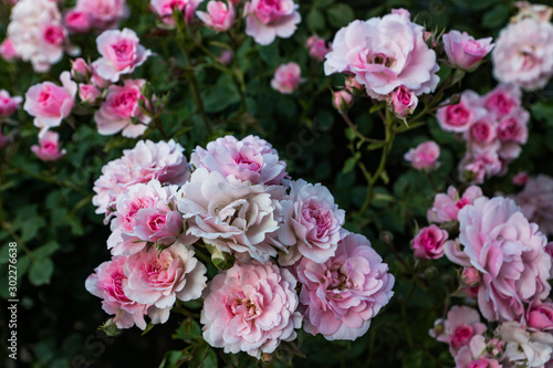 Blooming in the garden of pink and red decorative roses. Pink and red roses bloom in the park.