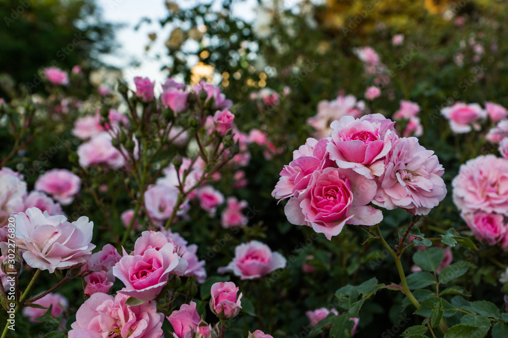 Blooming in the garden of pink and red decorative roses. Pink and red roses bloom in the park. Blooming in the garden of pink and red decorative roses. Pink and red roses bloom in the park.