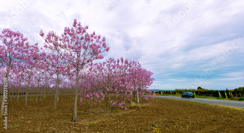 Impressive Paulownia plantation on the side of the road near the town of Campos in Mallorca