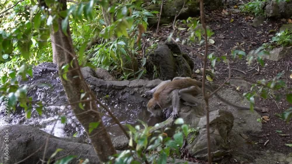 Asian monkey drinking water from river in forest near Batu Caves temple. A crab-eating macaque also known as long-tailed macaque in Malaysia. A wild macaca fascicularis with natural background-Dan Asian monkey drinking water from river in forest near Batu Caves temple. A crab-eating macaque also known as long-tailed macaque in Malaysia. A wild macaca fascicularis with natural background-Dan