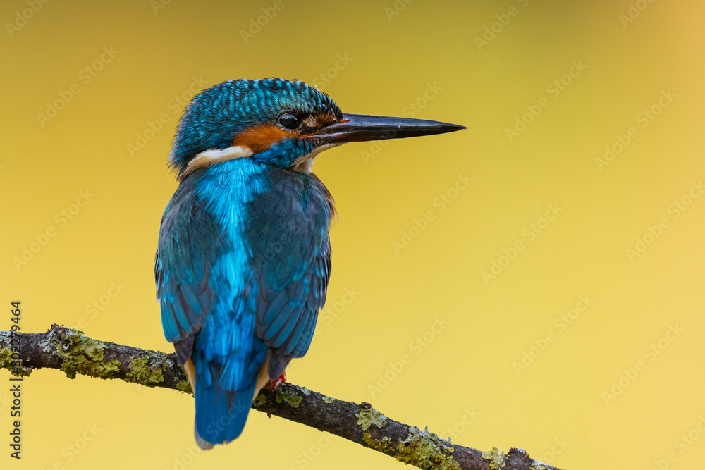 Obraz premium Common Kingfisher waiting