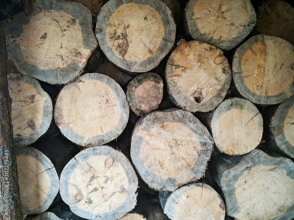 Felling of a tree, log, firewood. Lumberjack. Background of wood. Sawn pine. Natural tree bark..Background of hewed smooth wooden logs. Cut wood texture. Stock of firewood to the winter.