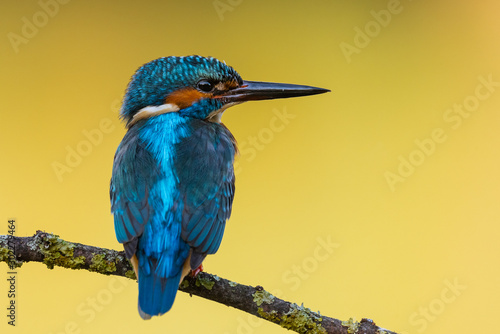 Common Kingfisher waiting
