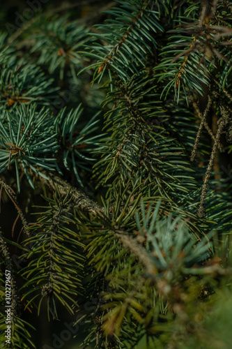  green fir tree © Maryna