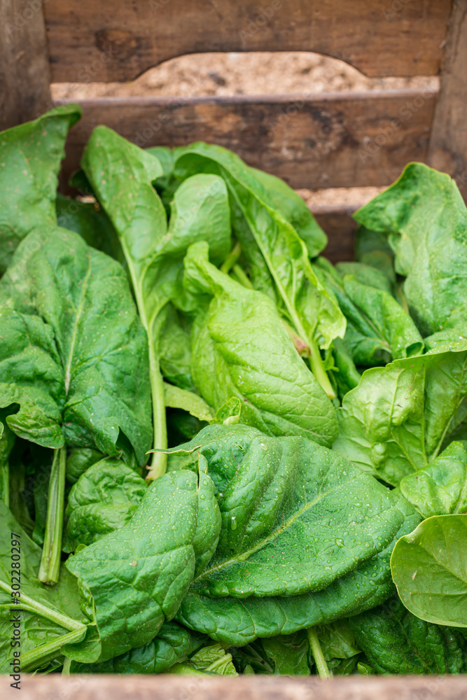 Fresh Spinach Leaves In Basket Stock 写真 Adobe Stock