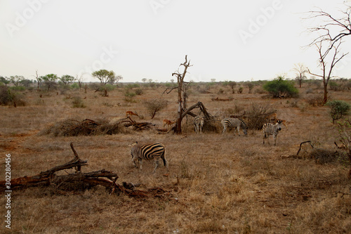 Zebras and antelopes in the National Park in South Africa
