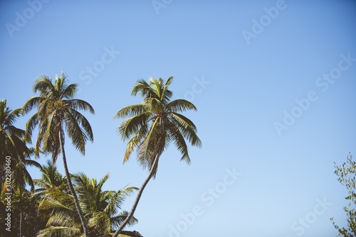 Palm trees with a clear blue sky