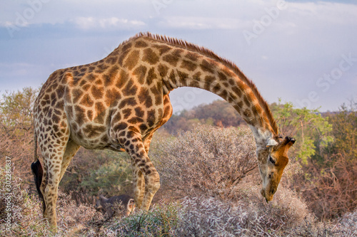 A Giraffe (Giraffa Camelopardalis) bending over to graze on a shrub in Dikhololo Game Reserve, South Africa photo