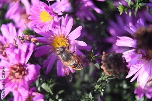 Perennial alpine aster close up and autumn bees in my garden © Igo_Rys