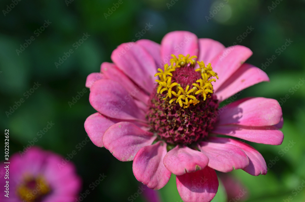 Flores de Zinnia rosada Flores de Zinnia rosada
