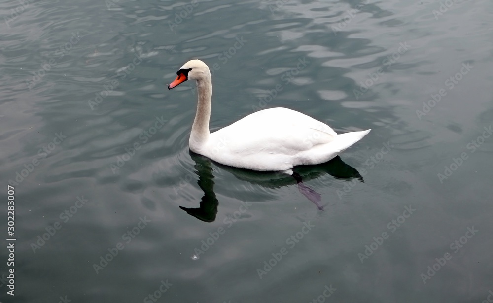 Lonely white swan Lonely white swan