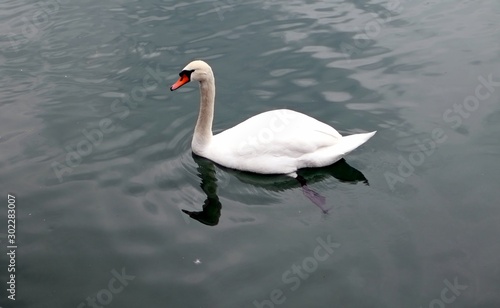 Lonely white swan
